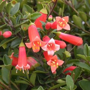 Correa Pulchella