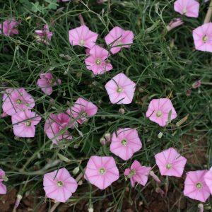 Convolvulus remotus