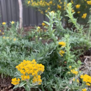 Chrysocephalum Semipapposum