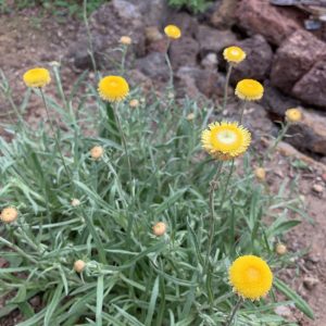 Coronidium aff.rutidolepis