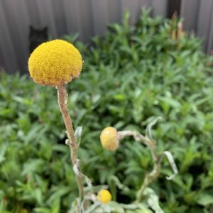 Craspedia Paludicola