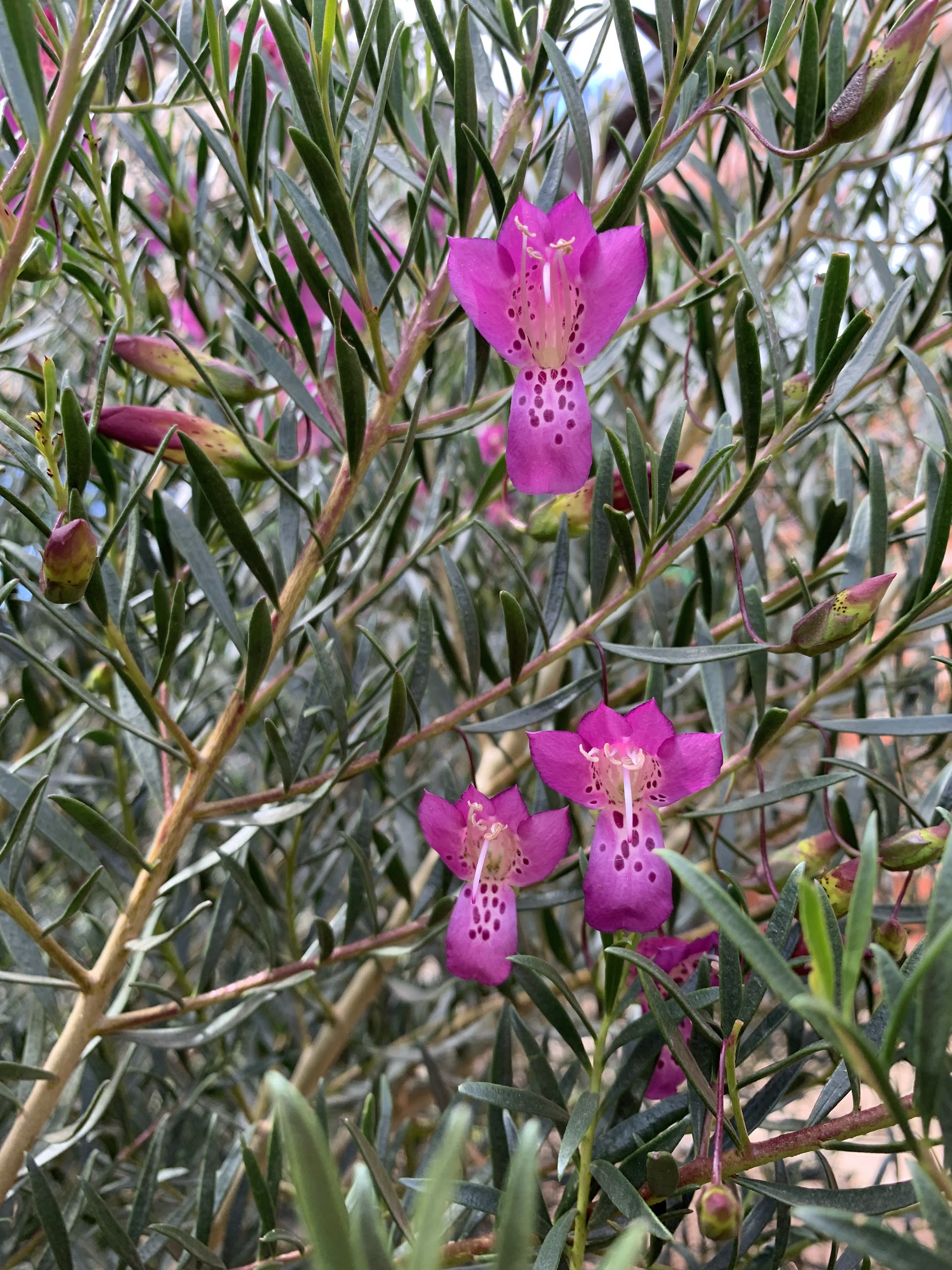 Eremophila Maculata x Alternifolia