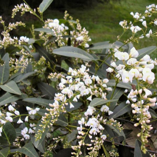 Hardenbergia violacea 'Alba' Ground Cover